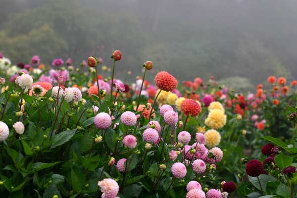 dahlias_fog.jpg