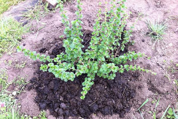 How-to-grow-gooseberries-mulch.jpg
