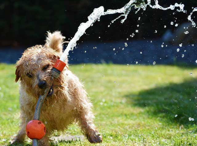 gazon_002dog.jpg