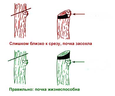 Схема обрезки побега