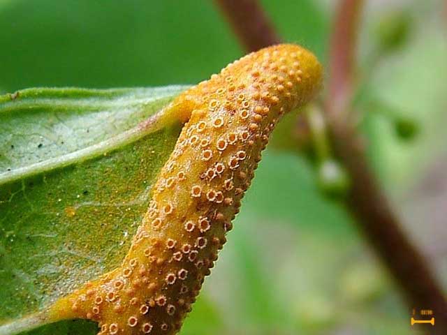 Puccinia_coronata_001.jpg
