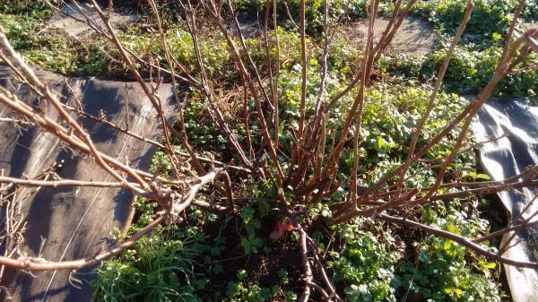finished_redcurrant600.jpg