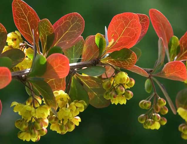 Фото: цветущий барбарис _berberis_flower_.jpg