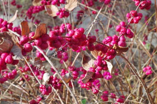 Symphoricarpos-orbiculatus-520x344.jpg