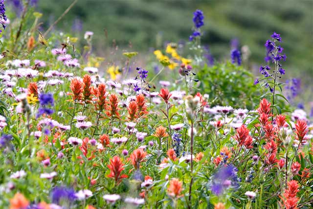 wildflowers_002.jpg