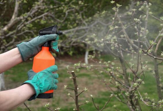 spraying-a-tree.jpg