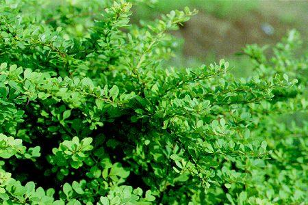 japanese-barberry2.jpg