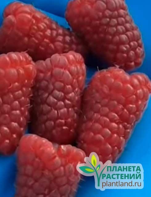 Малина Похвалинка