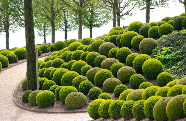 topiary_bakks_001.jpg