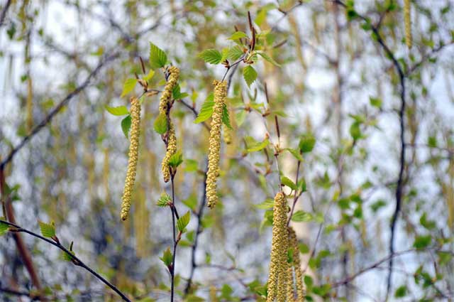 betula-002.jpg