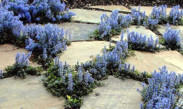 ajuga-reptans_002.jpg