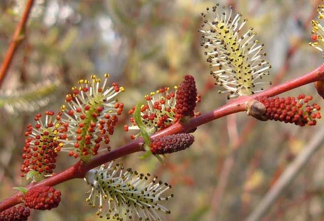 Salix_purpurea_pobeg.jpg