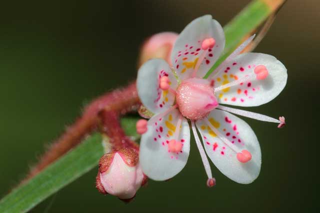 saxifraga_urbium_flower.jpg