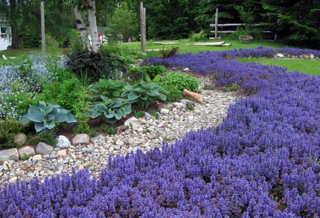 Ajuga_reptans_002.jpg