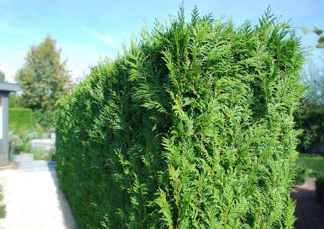 06-08_thuja_brabant_02.jpg