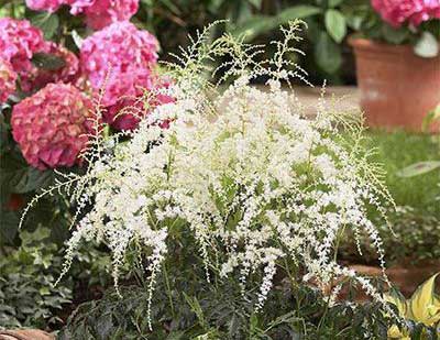 Астильба Страусиные Перья (Astilbe x thunbergii) Astilbe-x-thunbergii.jpg