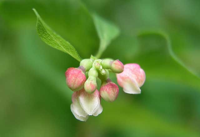 symphoricarpos-magic-berry_flower.jpg