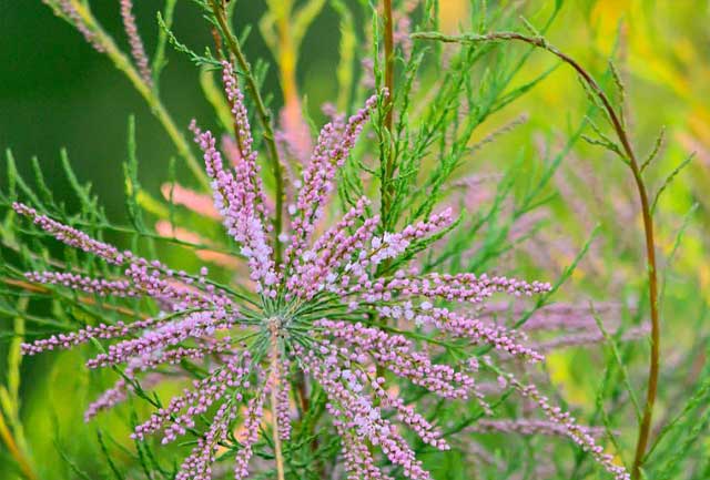 tamarix_leaves.jpg