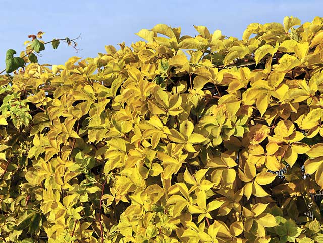 Parthenocissus-Yellow-Wall--002.jpg