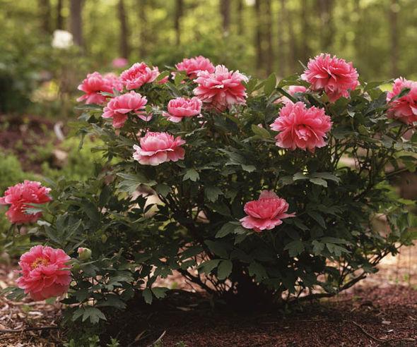 Tree-peony-pink-514444.jpg