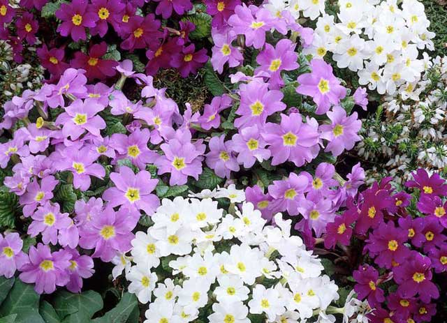 Фото: примула Юлии, смесь цветов primula-juliae_mix.jpg