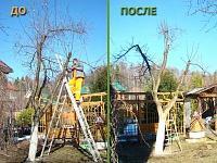 Обрезка старой яблони и перевод вегетации, плодоношения в низ